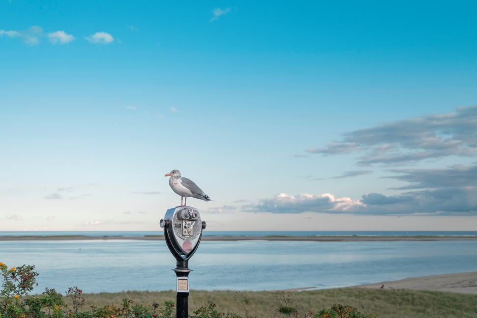 Bird on view finder at beach, Cape Cod